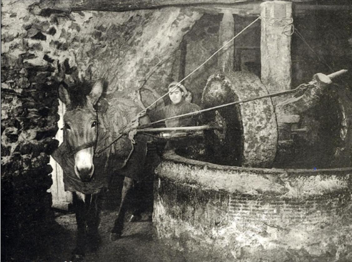 Olive Oil Mill